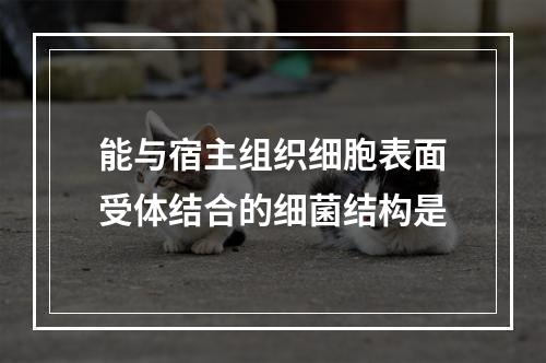 能与宿主组织细胞表面受体结合的细菌结构是