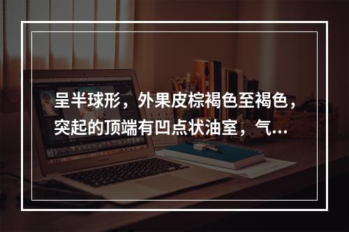 呈半球形，外果皮棕褐色至褐色，突起的顶端有凹点状油室，气清香