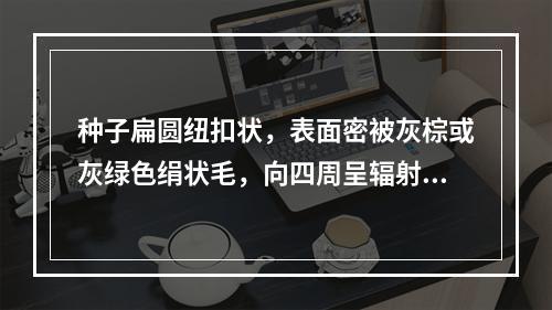 种子扁圆纽扣状，表面密被灰棕或灰绿色绢状毛，向四周呈辐射状排