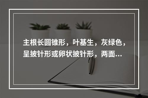 主根长圆锥形，叶基生，灰绿色，呈披针形或卵状披针形，两面有毛