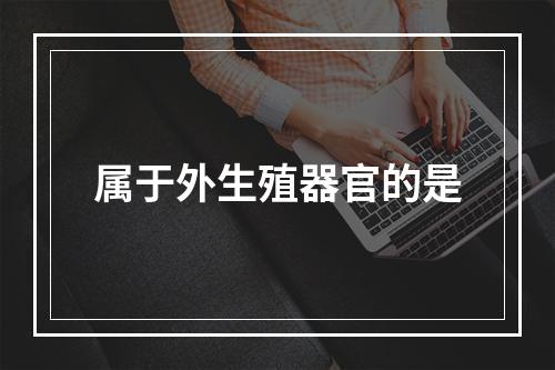 属于外生殖器官的是