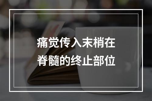 痛觉传入末梢在脊髓的终止部位