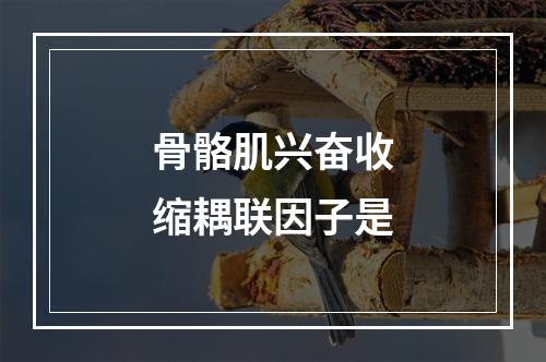 骨骼肌兴奋收缩耦联因子是