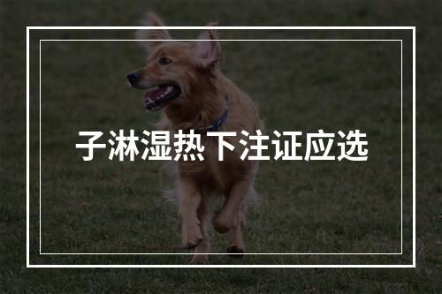 子淋湿热下注证应选