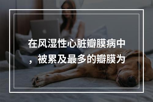 在风湿性心脏瓣膜病中，被累及最多的瓣膜为