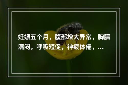 妊娠五个月，腹部增大异常，胸膈满闷，呼吸短促，神疲体倦，舌淡