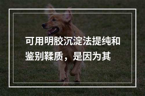 可用明胶沉淀法提纯和鉴别鞣质，是因为其