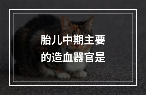 胎儿中期主要的造血器官是