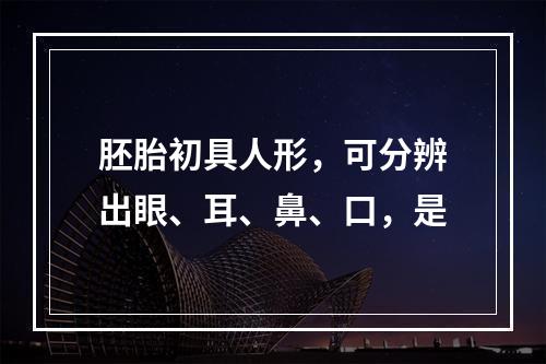 胚胎初具人形，可分辨出眼、耳、鼻、口，是