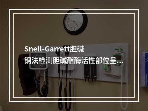 Snell-Garrett胆碱铜法检测胆碱酯酶活性部位呈（