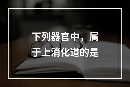 下列器官中，属于上消化道的是