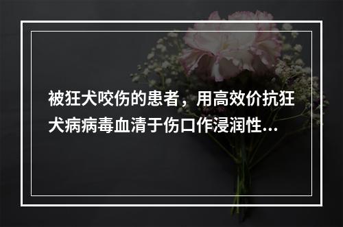 被狂犬咬伤的患者，用高效价抗狂犬病病毒血清于伤口作浸润性注