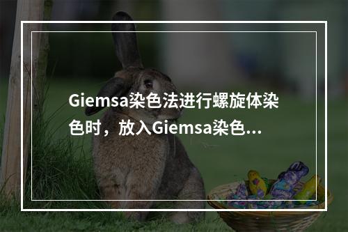 Giemsa染色法进行螺旋体染色时，放入Giemsa染色工