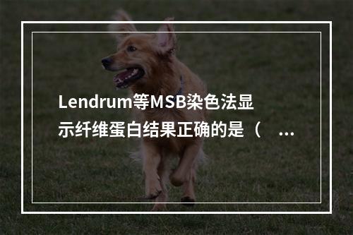 Lendrum等MSB染色法显示纤维蛋白结果正确的是（　　