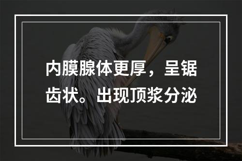 内膜腺体更厚，呈锯齿状。出现顶浆分泌