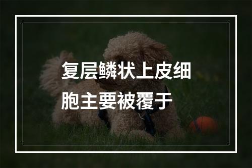 复层鳞状上皮细胞主要被覆于