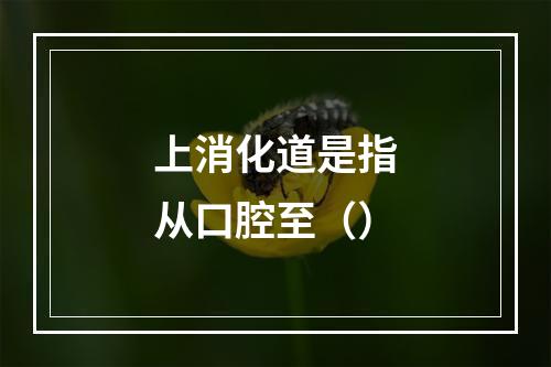 上消化道是指从口腔至（）