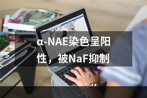 α-NAE染色呈阳性，被NaF抑制