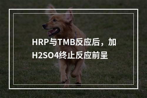 HRP与TMB反应后，加H2SO4终止反应前呈