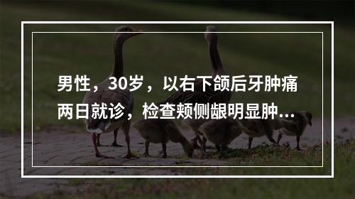 男性，30岁，以右下颌后牙肿痛两日就诊，检查颊侧龈明显肿胀