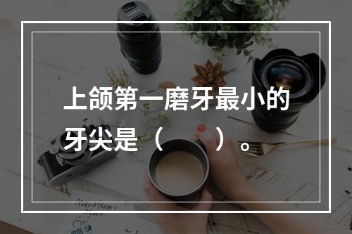 上颌第一磨牙最小的牙尖是（　　）。