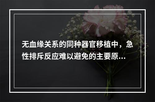 无血缘关系的同种器官移植中，急性排斥反应难以避免的主要原因