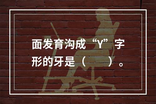 面发育沟成“Y”字形的牙是（　　）。