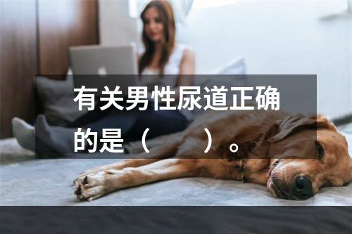 有关男性尿道正确的是（　　）。