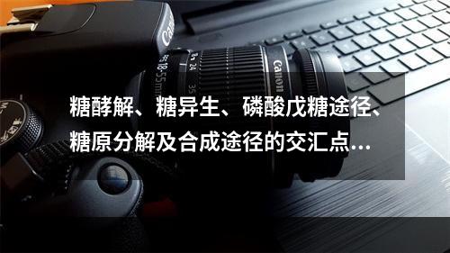 糖酵解、糖异生、磷酸戊糖途径、糖原分解及合成途径的交汇点是