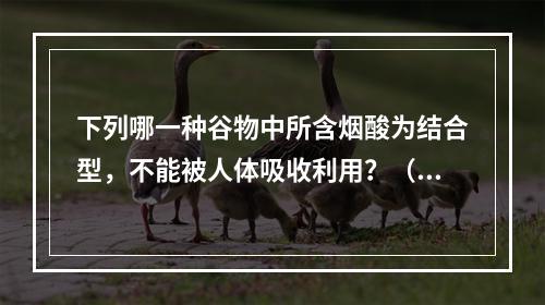 下列哪一种谷物中所含烟酸为结合型，不能被人体吸收利用？（　