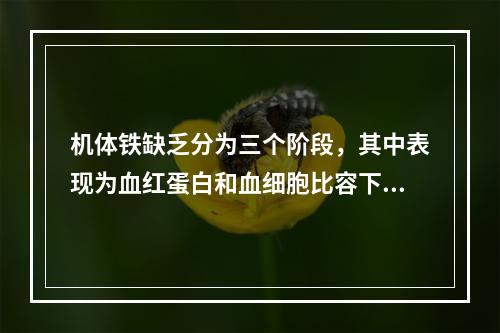 机体铁缺乏分为三个阶段，其中表现为血红蛋白和血细胞比容下降