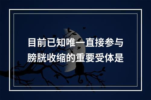 目前已知唯一直接参与膀胱收缩的重要受体是