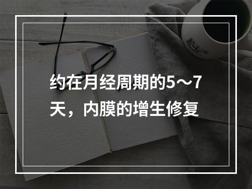 约在月经周期的5～7天，内膜的增生修复