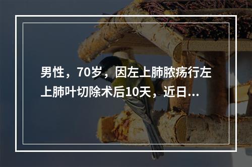 男性，70岁，因左上肺脓疡行左上肺叶切除术后10天，近日体温