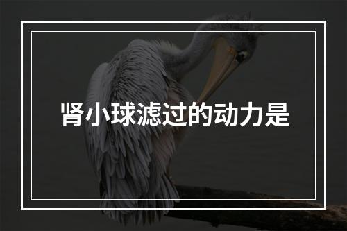 肾小球滤过的动力是