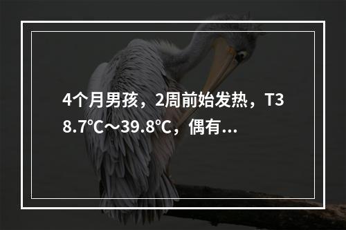 4个月男孩，2周前始发热，T38.7℃～39.8℃，偶有轻咳