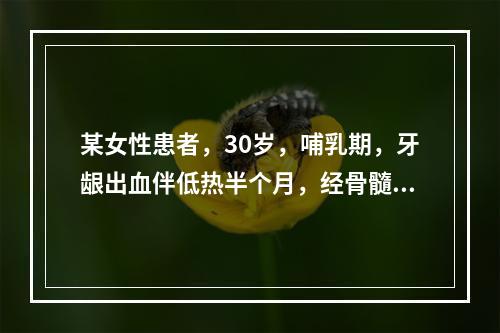 某女性患者，30岁，哺乳期，牙龈出血伴低热半个月，经骨髓穿刺