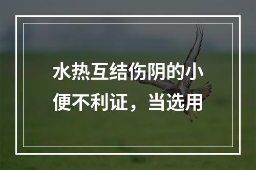 水热互结伤阴的小便不利证，当选用