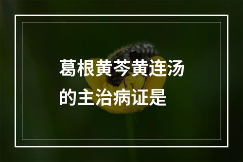 葛根黄芩黄连汤的主治病证是