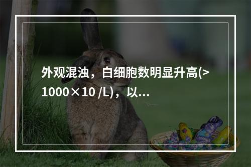 外观混浊，白细胞数明显升高(>1000×10 /L)，以中性