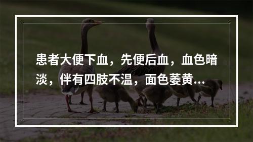 患者大便下血，先便后血，血色暗淡，伴有四肢不温，面色萎黄，舌