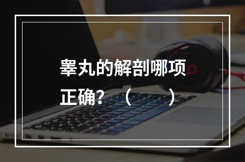 睾丸的解剖哪项正确？（　　）