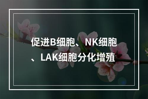 促进B细胞、NK细胞、LAK细胞分化增殖