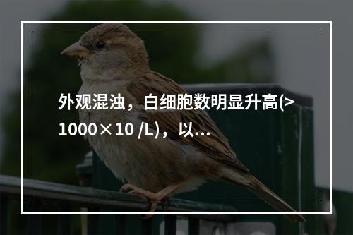 外观混浊，白细胞数明显升高(>1000×10 /L)，以中性