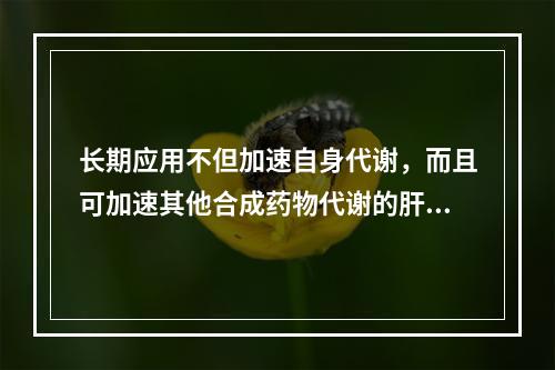 长期应用不但加速自身代谢，而且可加速其他合成药物代谢的肝药酶