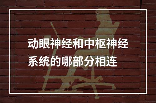 动眼神经和中枢神经系统的哪部分相连