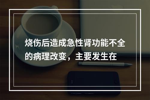 烧伤后造成急性肾功能不全的病理改变，主要发生在