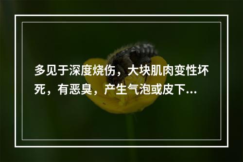 多见于深度烧伤，大块肌肉变性坏死，有恶臭，产生气泡或皮下积气