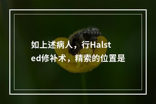 如上述病人，行Halsted修补术，精索的位置是