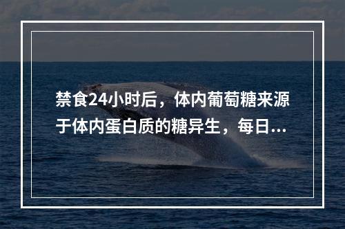 禁食24小时后，体内葡萄糖来源于体内蛋白质的糖异生，每日约耗